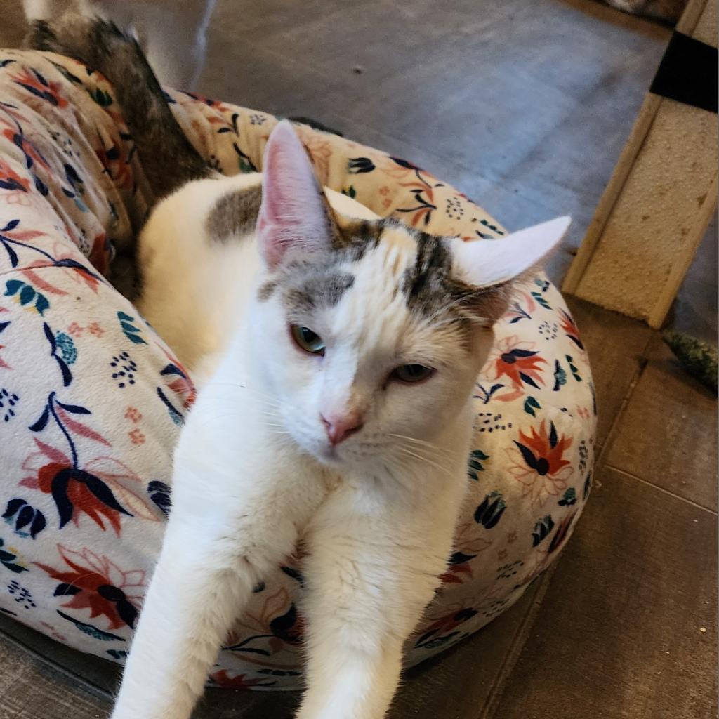 Rancher, a Adoptable Domestic Short Hair in Glenfield, NY image 2/4