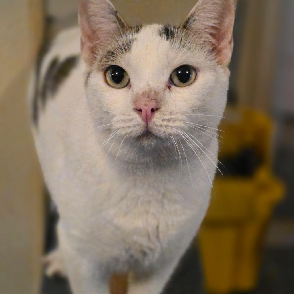 Rancher, a Adoptable Domestic Short Hair in Glenfield, NY image 4/4