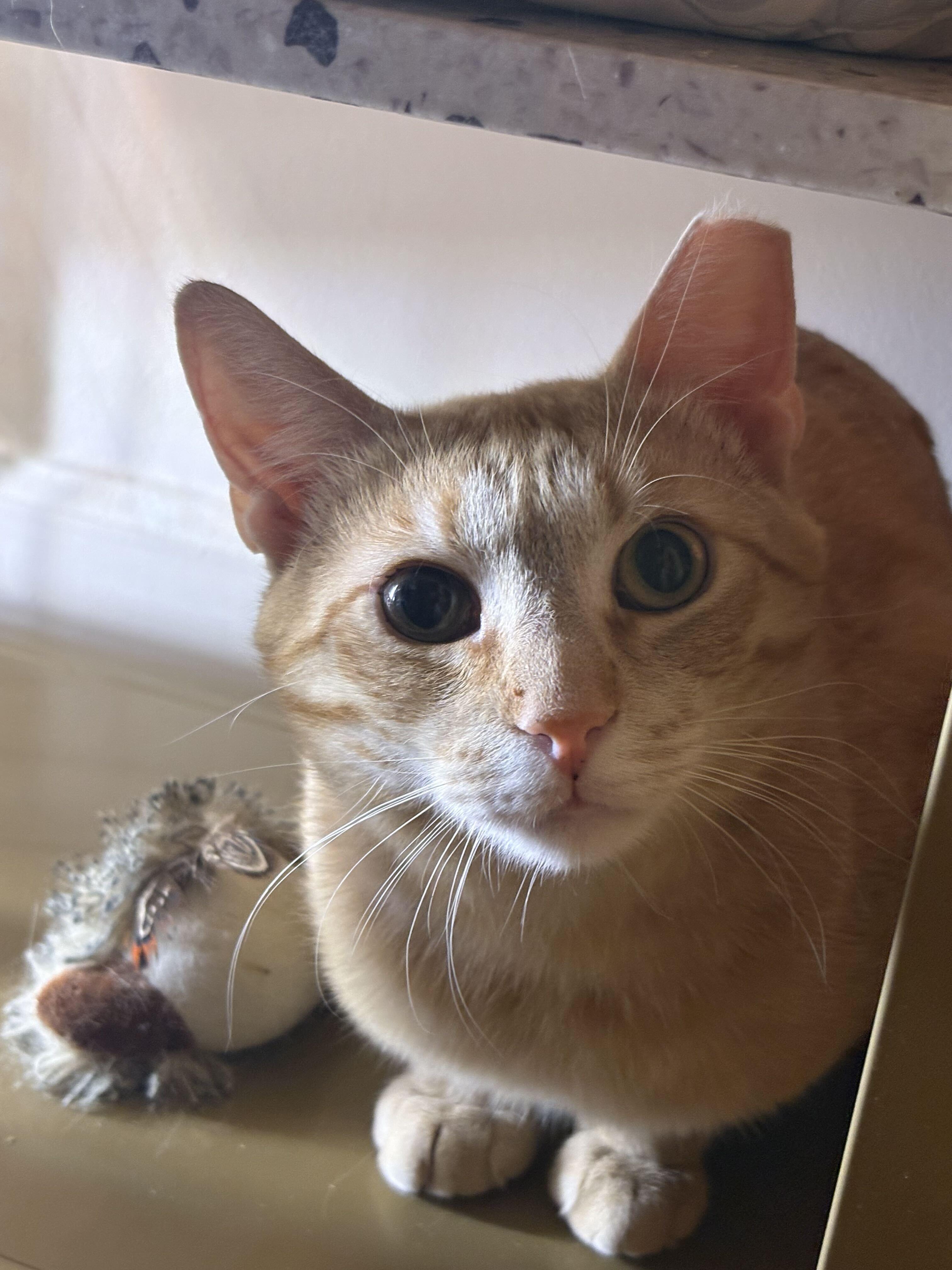 Jax, Adoptable, Adult Male Domestic Short Hair.