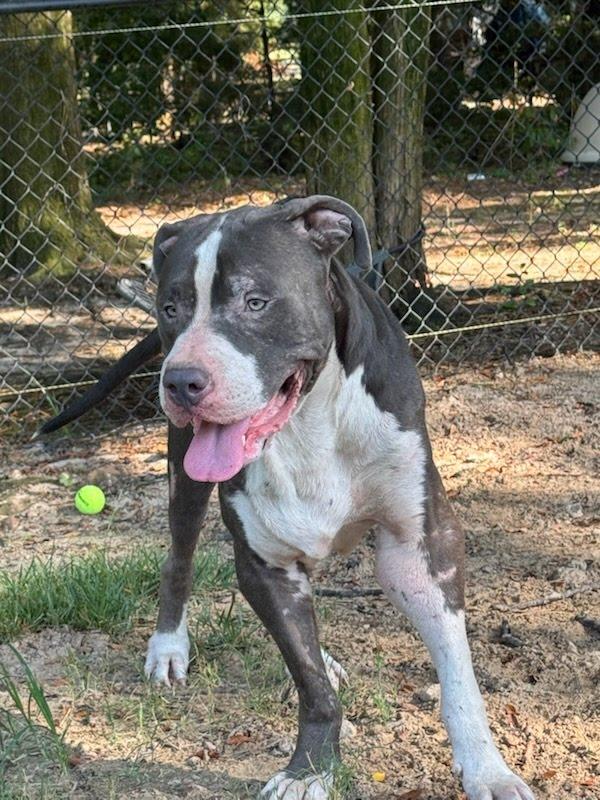 Blue, a ADOPTABLE Bull Terrier in Bristol, VT image 3/5