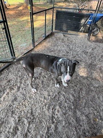 Blue, a ADOPTABLE Bull Terrier in Bristol, VT image 4/5