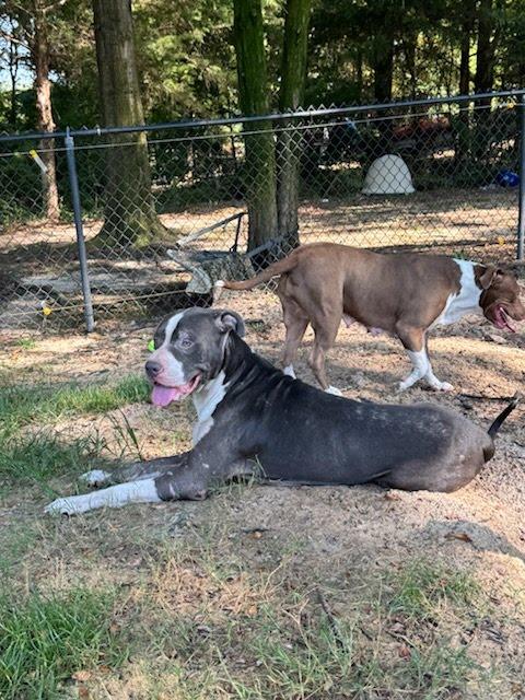 Blue, ADOPTABLE, Adult Male Bull Terrier.