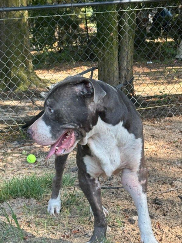 Blue, a ADOPTABLE Bull Terrier in Bristol, VT image 2/5