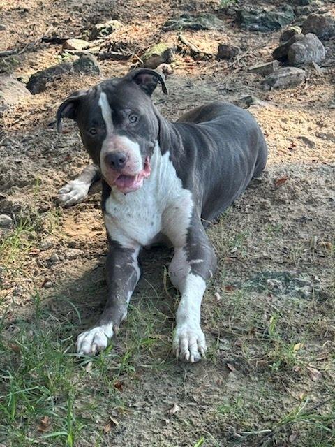 Blue, a ADOPTABLE Bull Terrier in Bristol, VT image 5/5