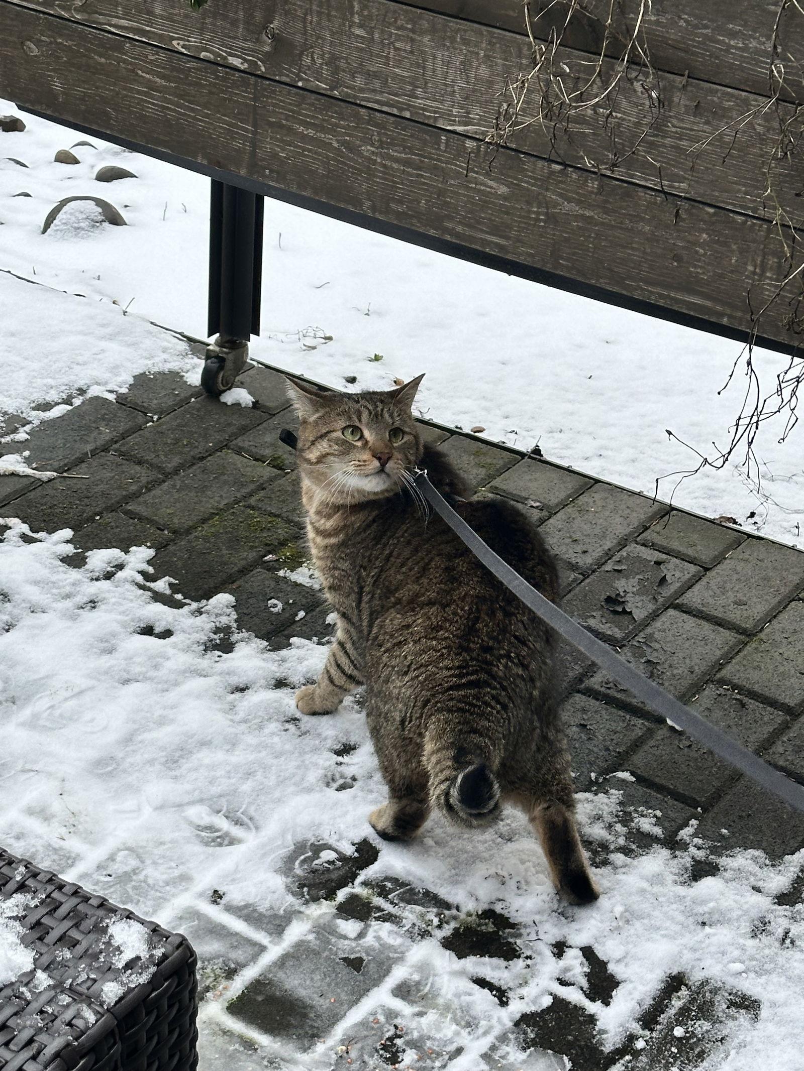 Enlarge WHISKERS #1760 -Offered by Owner- Young/social, a Adopted mixed breed in Hillsboro, OR image 1/3