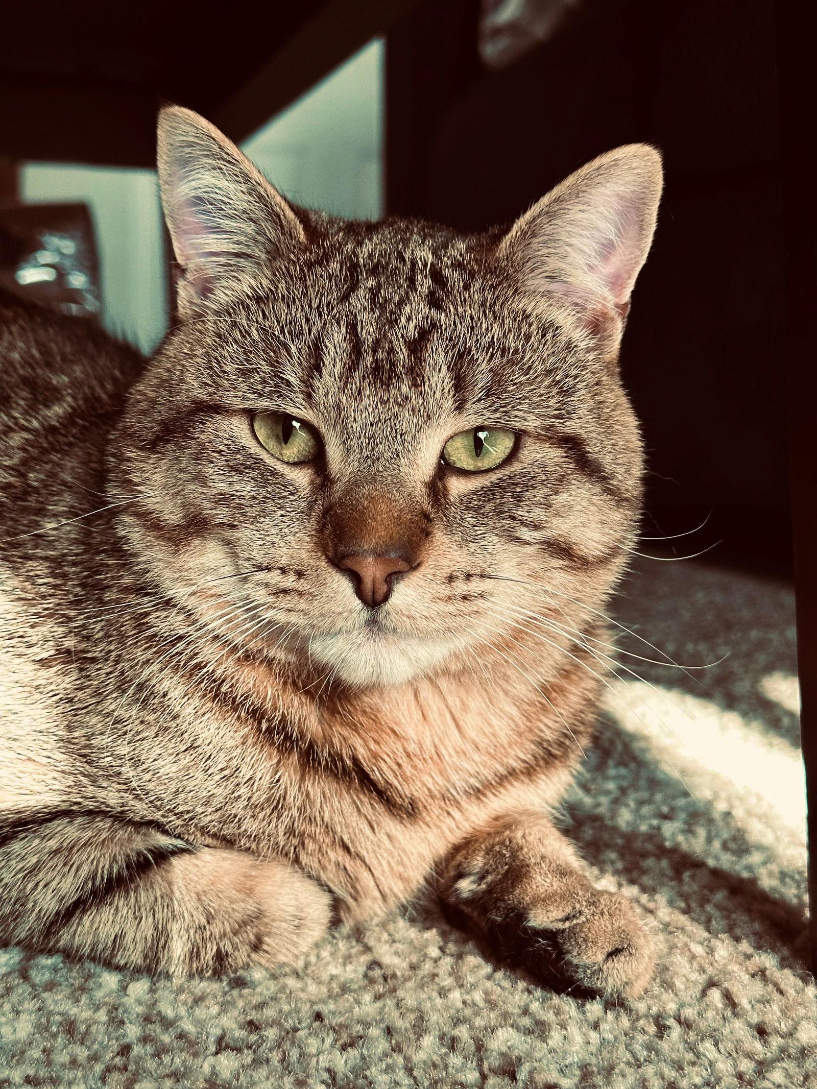 Enlarge WHISKERS #1760 -Offered by Owner- Young/social, a Adopted mixed breed in Hillsboro, OR image 2/3