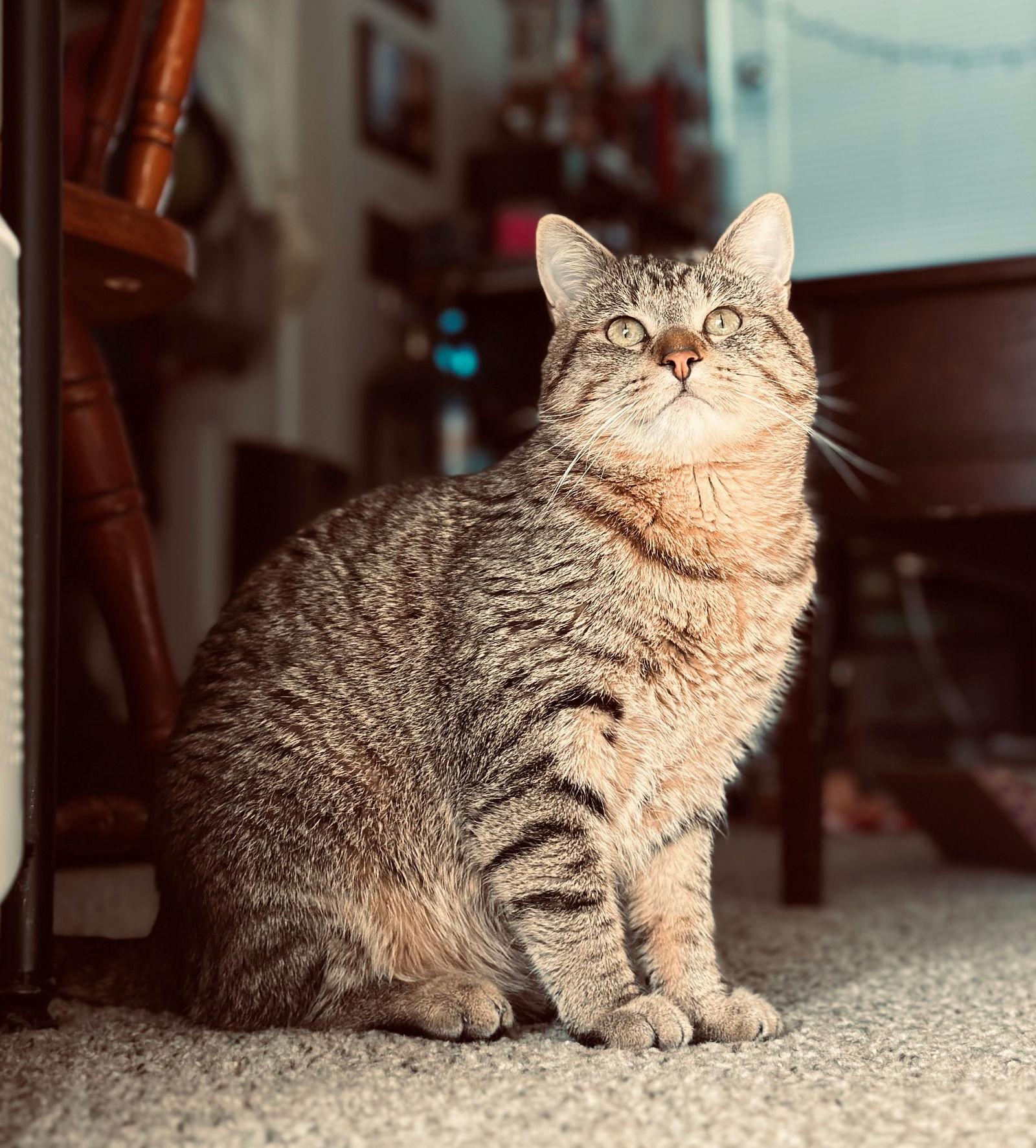 Enlarge WHISKERS #1760 -Offered by Owner- Young/social, a Adopted mixed breed in Hillsboro, OR image 3/3