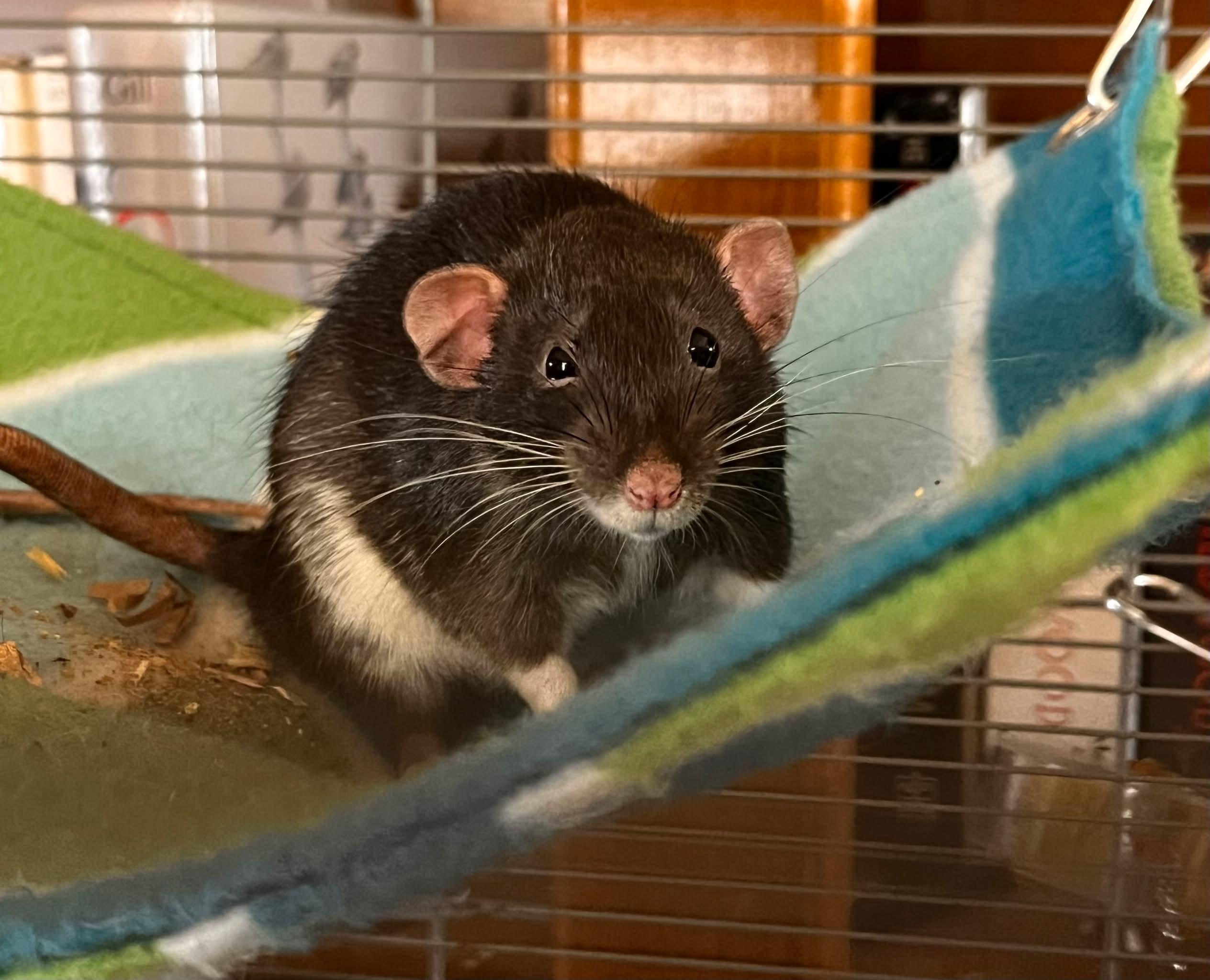 Enlarge Zim, Zoey, Sid, Poker, a ADOPTABLE Rat in Eugene, OR image 2/6