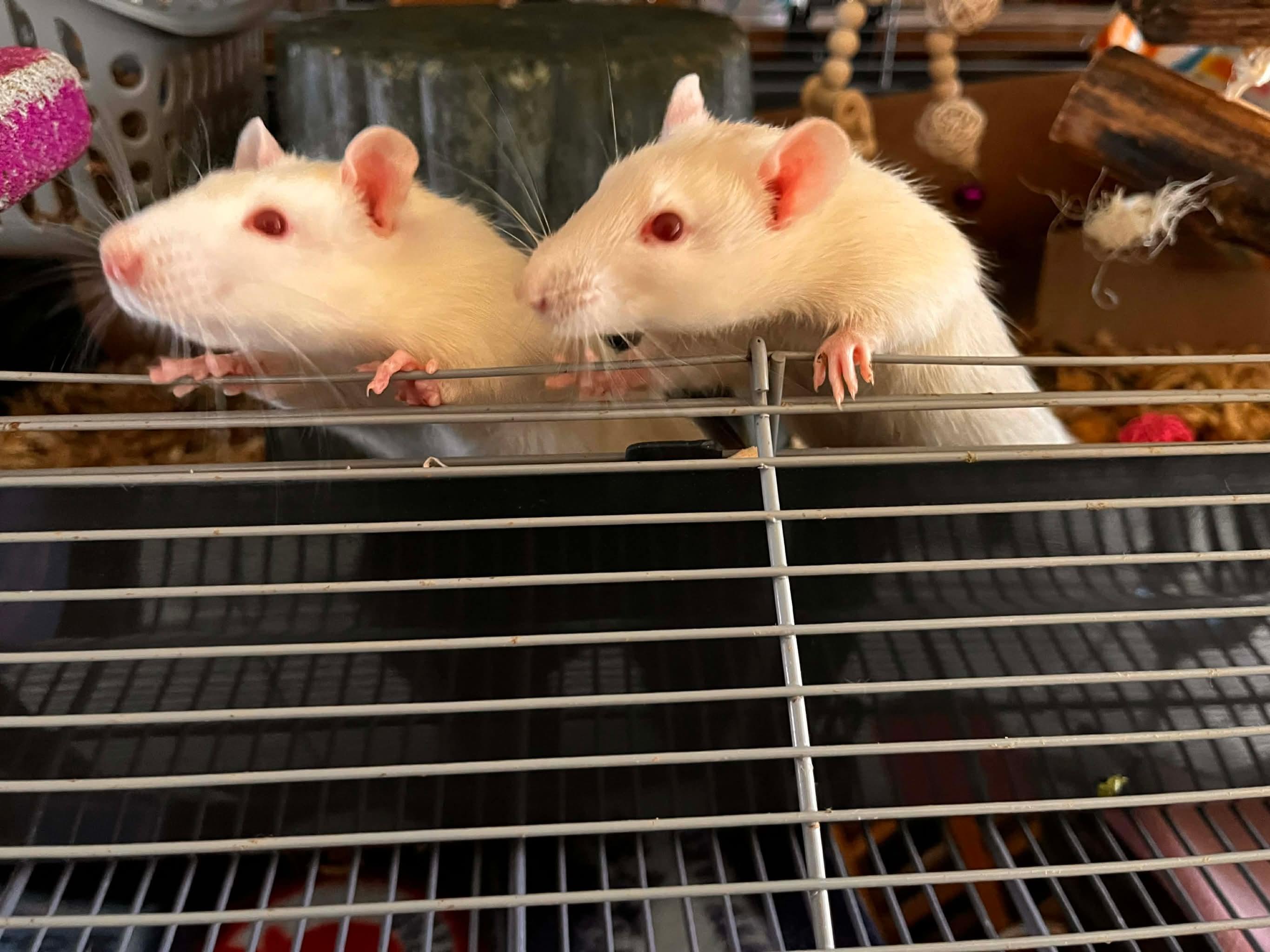 Enlarge Zim, Zoey, Sid, Poker, a ADOPTABLE Rat in Eugene, OR image 5/6