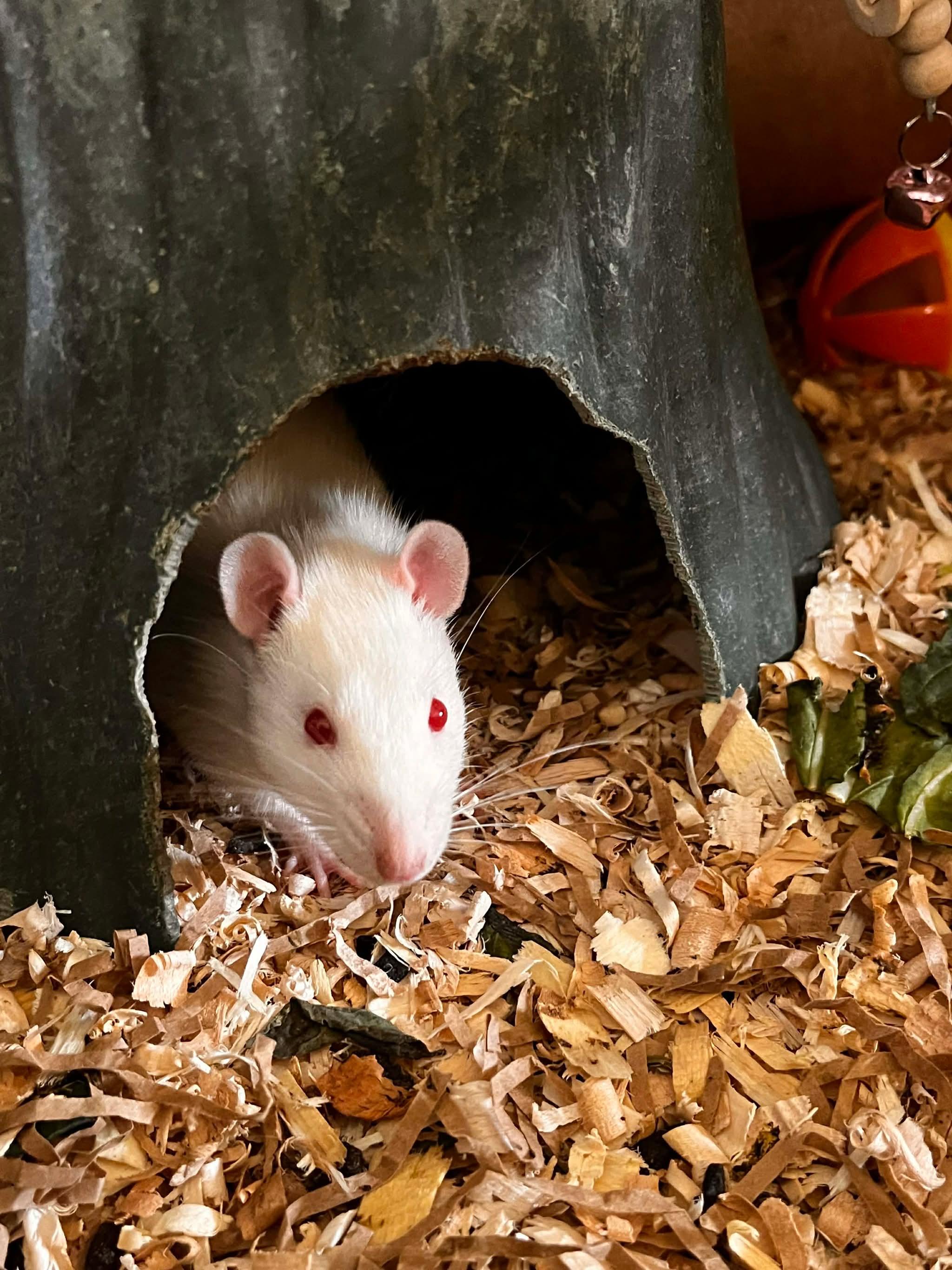 Enlarge Zim, Zoey, Sid, Poker, a ADOPTABLE Rat in Eugene, OR image 6/6