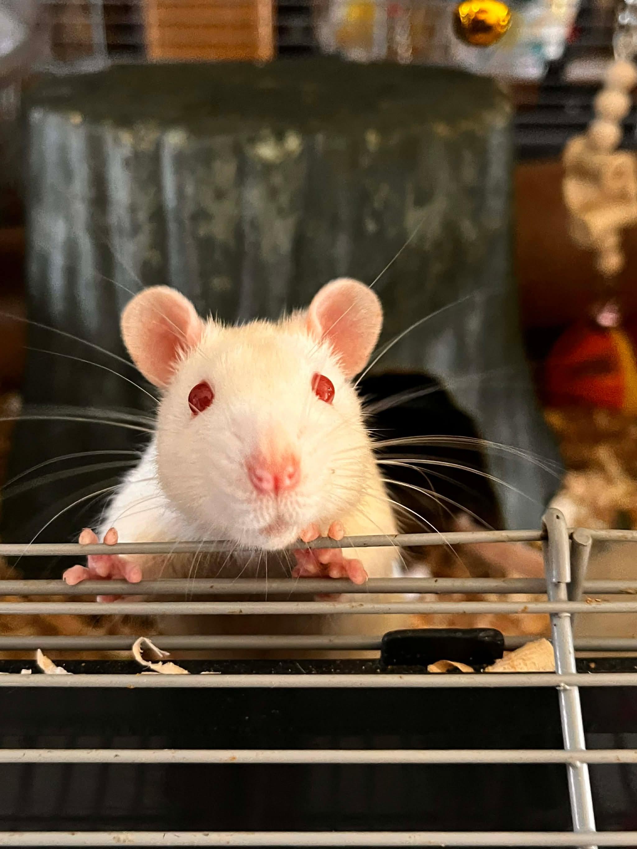 Enlarge Zim, Zoey, Sid, Poker, a ADOPTABLE Rat in Eugene, OR image 1/6