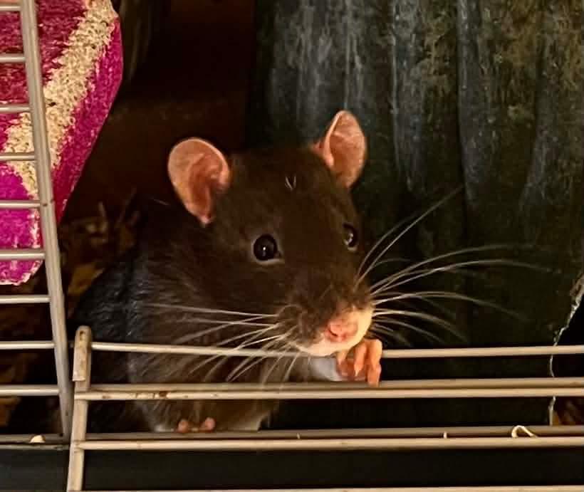 Enlarge Zim, Zoey, Sid, Poker, a ADOPTABLE Rat in Eugene, OR image 3/6