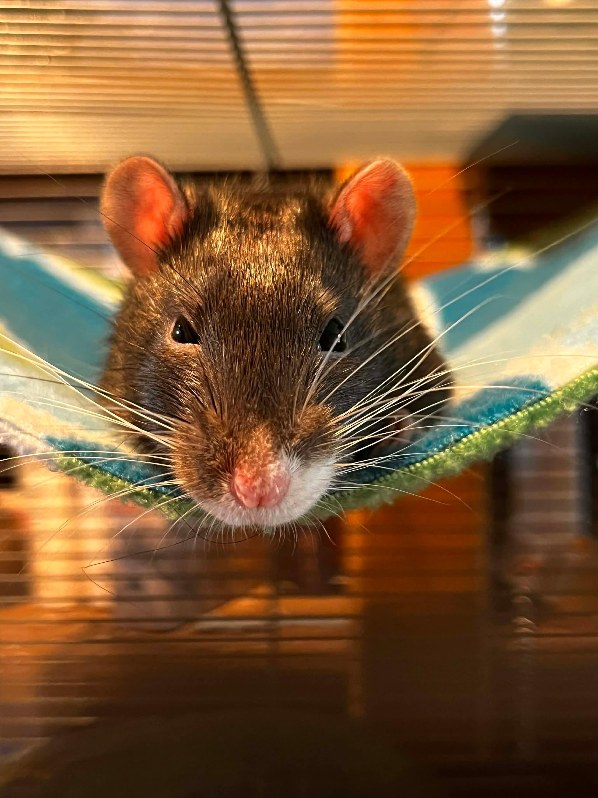 Enlarge Zim, Zoey, Sid, Poker, a ADOPTABLE Rat in Eugene, OR image 4/6