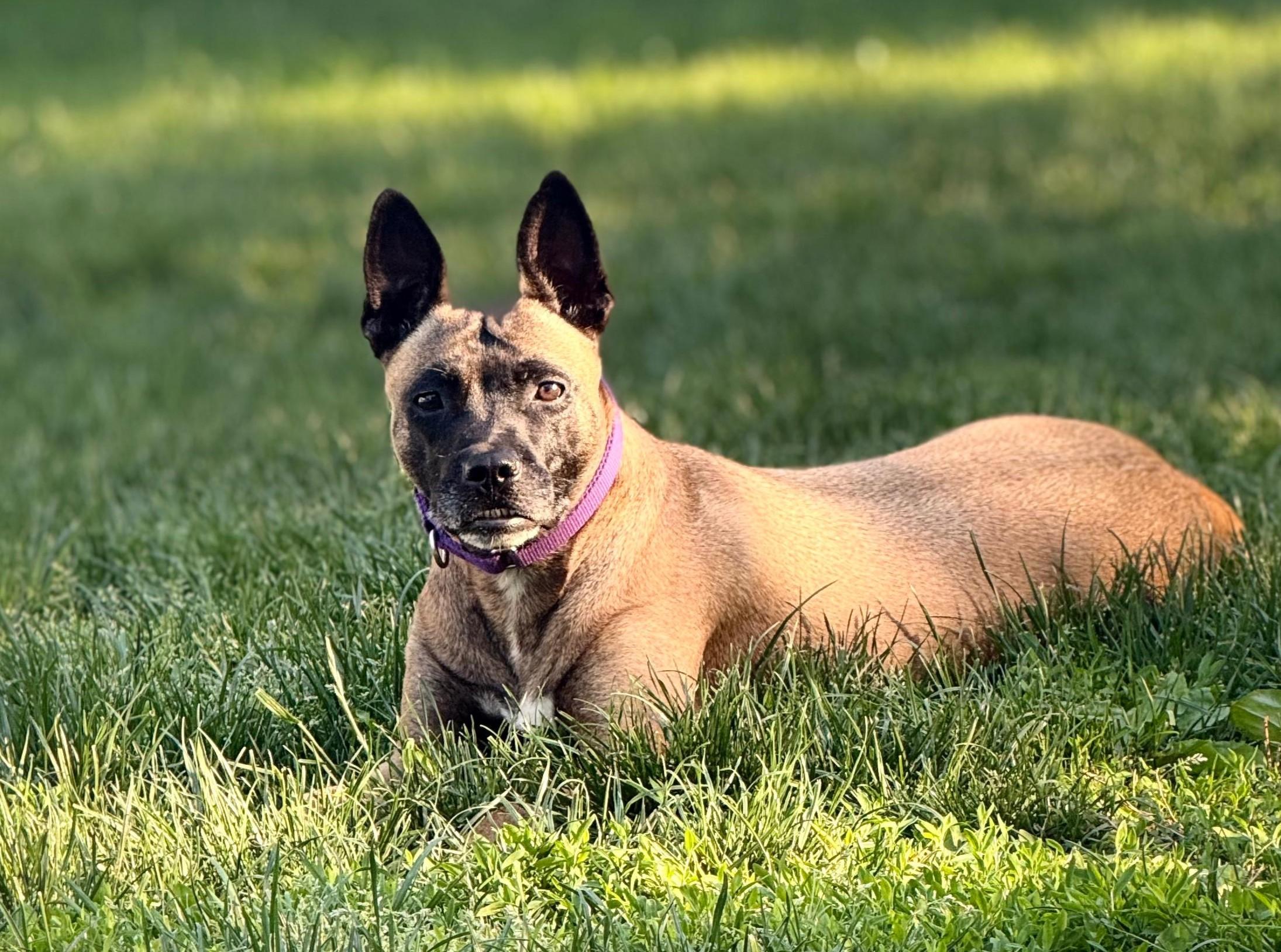 Xena Warrior Princess, a ADOPTABLE mixed breed in Norwalk, CT image 1/6
