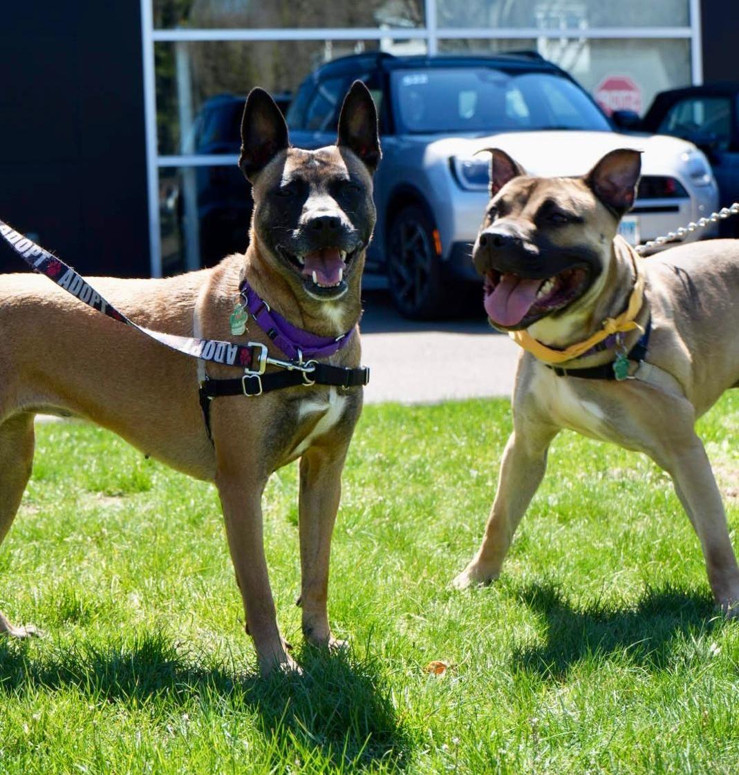 Enlarge Xena Warrior Princess, a ADOPTABLE mixed breed in Norwalk, CT image 5/6