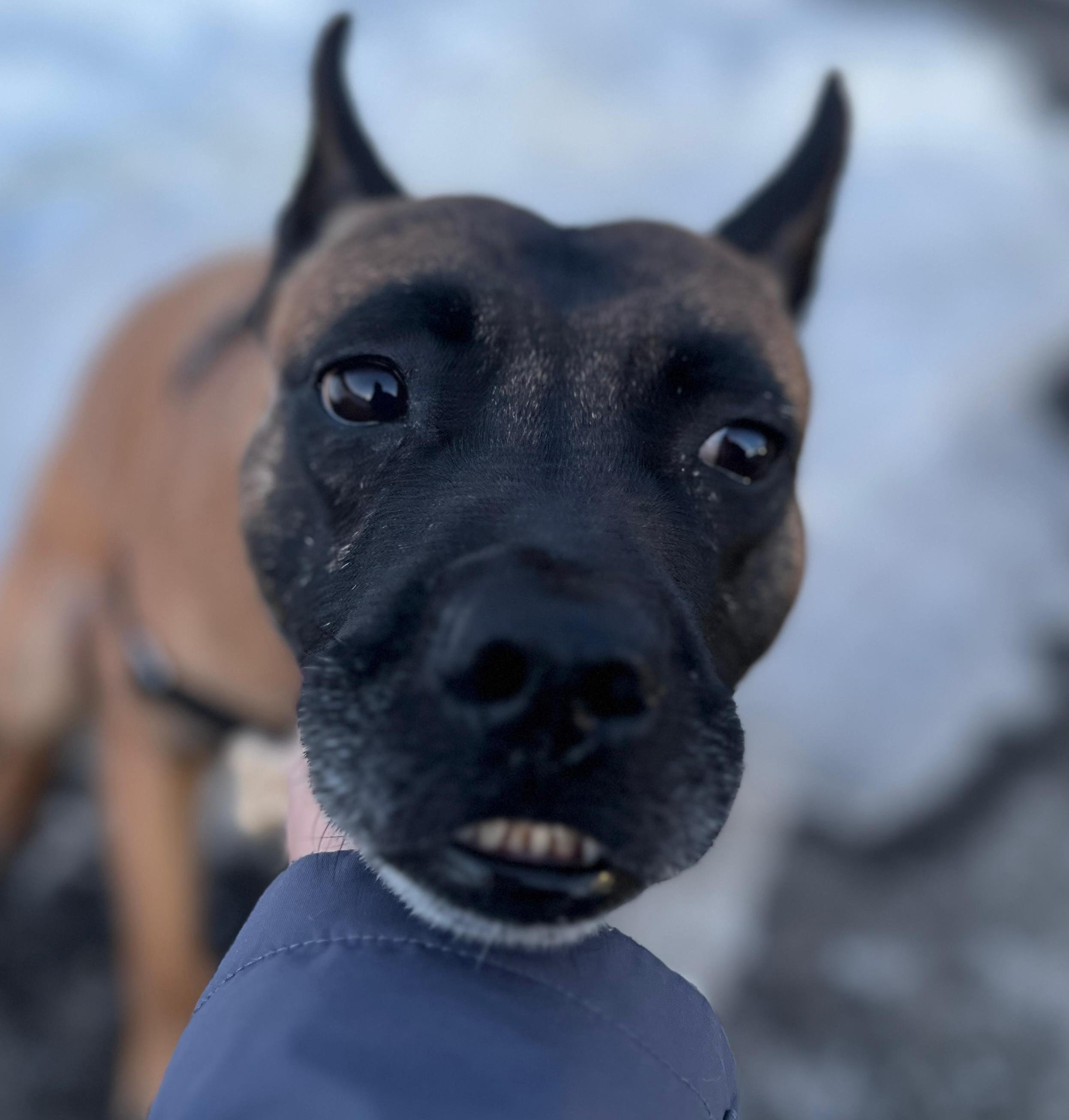 Enlarge Xena Warrior Princess, a ADOPTABLE mixed breed in Norwalk, CT image 1/6