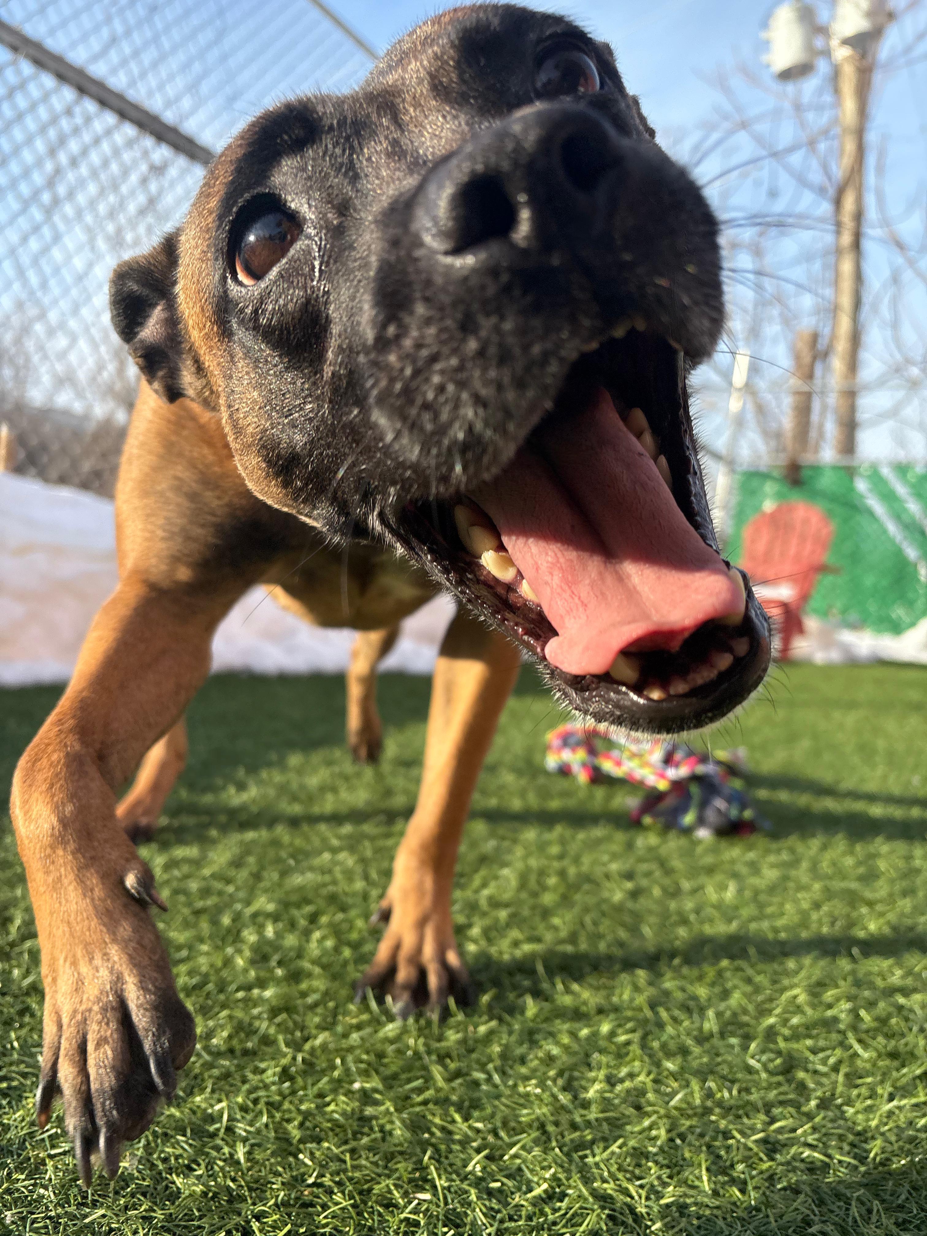 Enlarge Xena Warrior Princess, a ADOPTABLE mixed breed in Norwalk, CT image 5/6