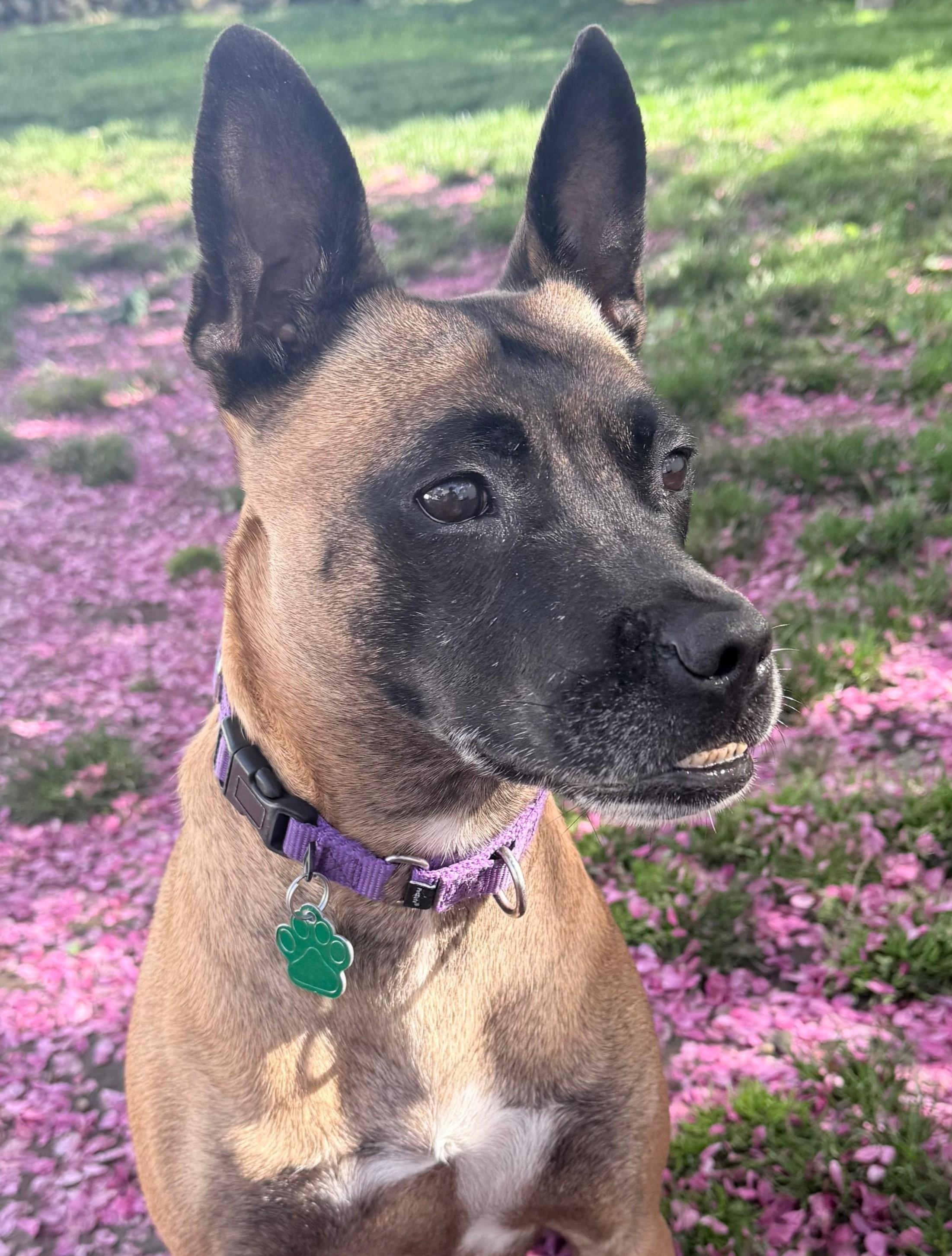 Xena Warrior Princess, ADOPTABLE, Young Female Shepherd.