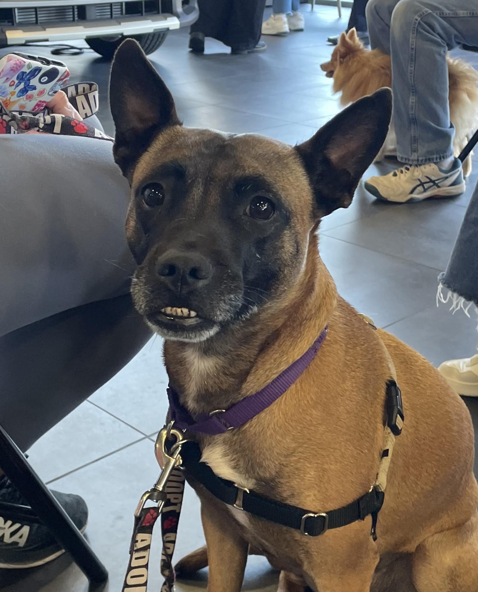 Enlarge Xena Warrior Princess, a ADOPTABLE mixed breed in Norwalk, CT image 1/6