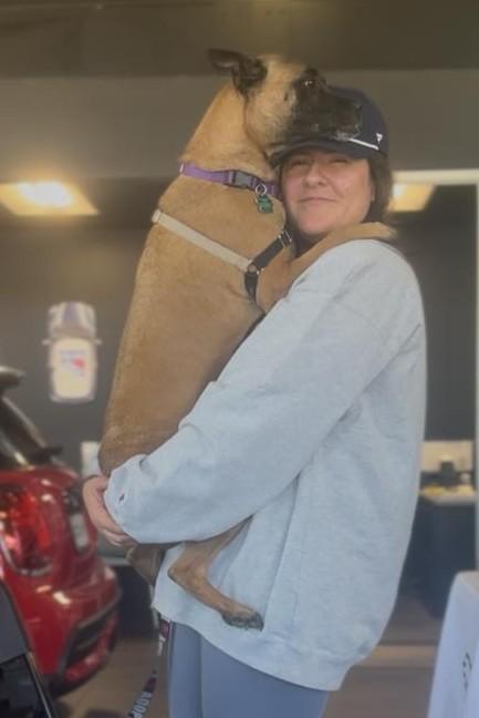 Enlarge Xena Warrior Princess, a ADOPTABLE mixed breed in Norwalk, CT image 4/6