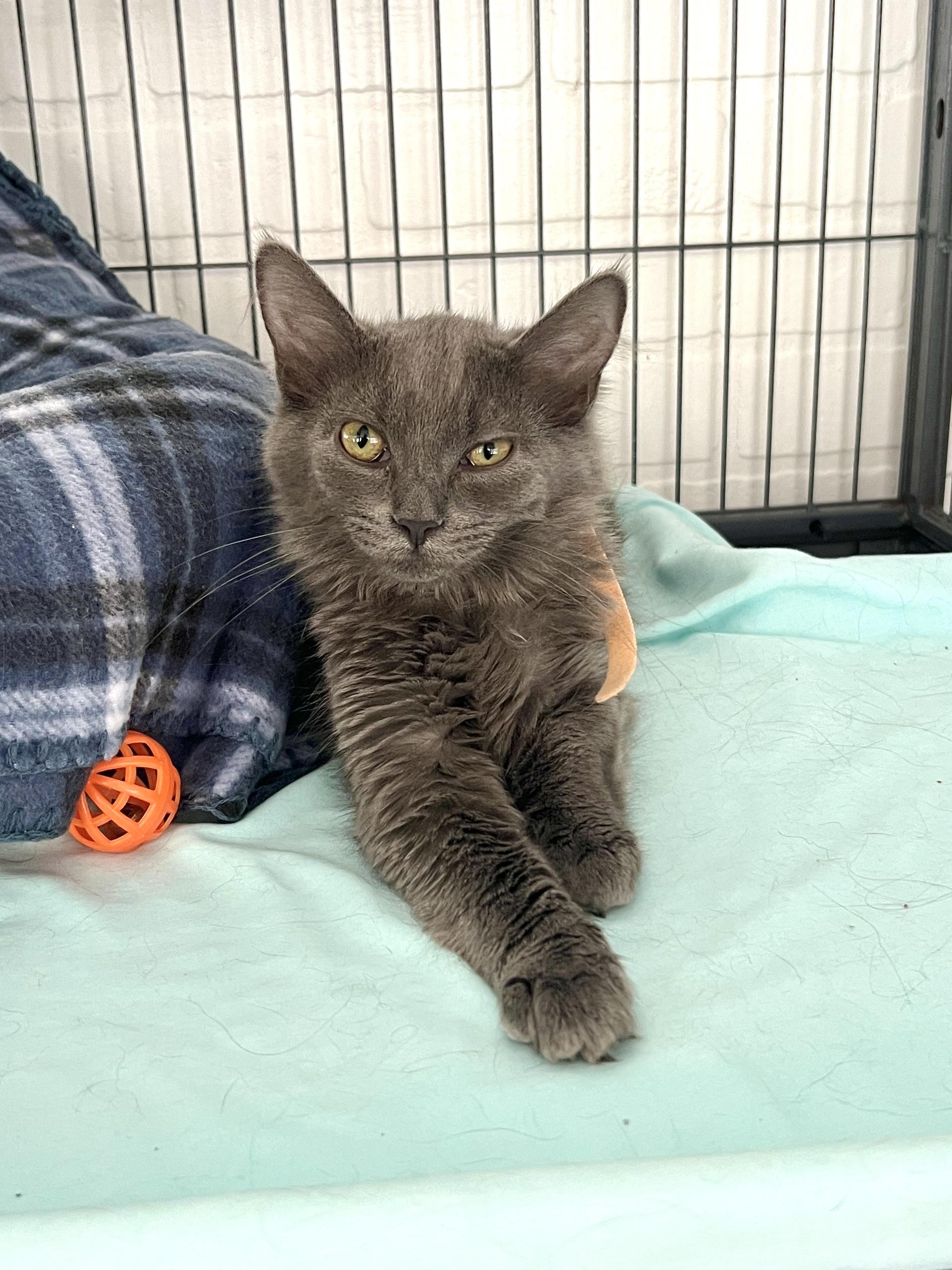 Enlarge Reese, a Adoptable Domestic Long Hair in Altoona, PA image 1/1