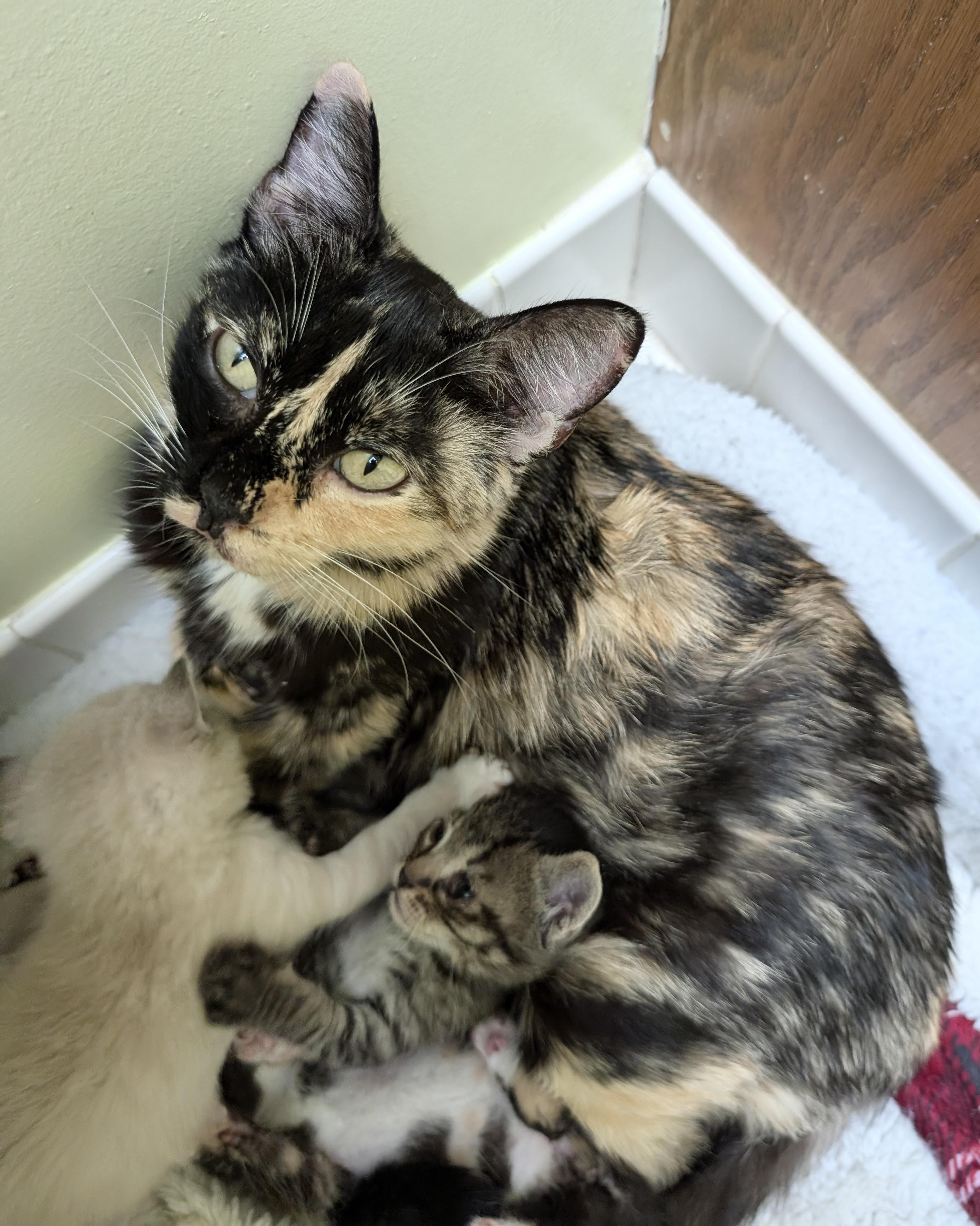 Enlarge Margot, a Adopted Domestic Short Hair in San Francisco, CA image 1/6