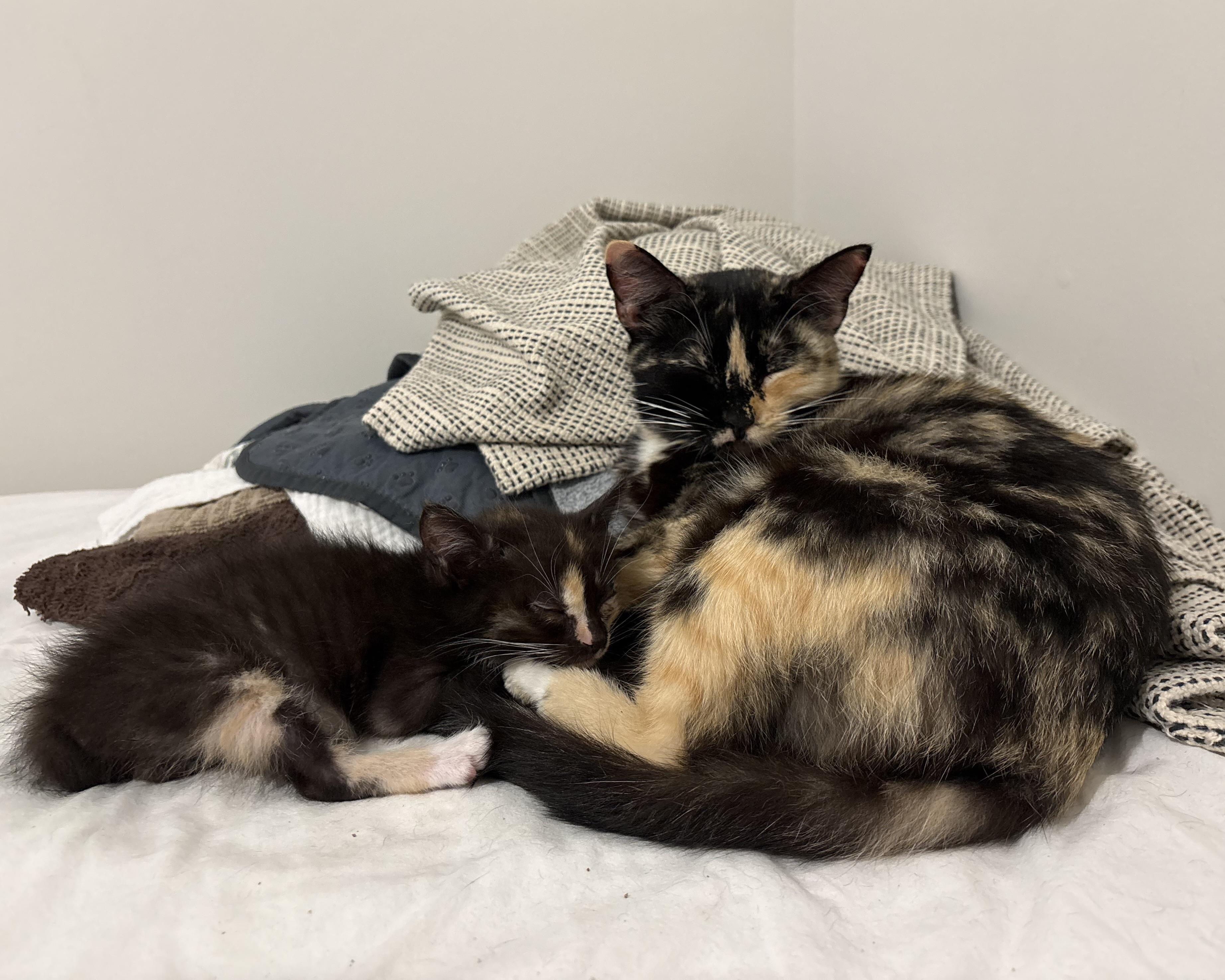 Enlarge Margot, a Adopted Domestic Short Hair in San Francisco, CA image 3/6