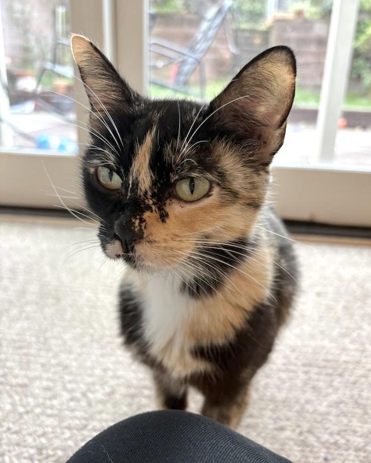 Enlarge Margot, a Adopted Domestic Short Hair in San Francisco, CA image 4/6