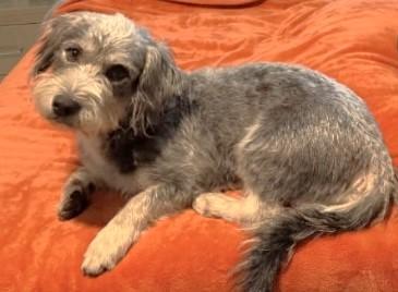 Enlarge CLEO, a Adopted mixed breed in fort worth, TX image 5/5