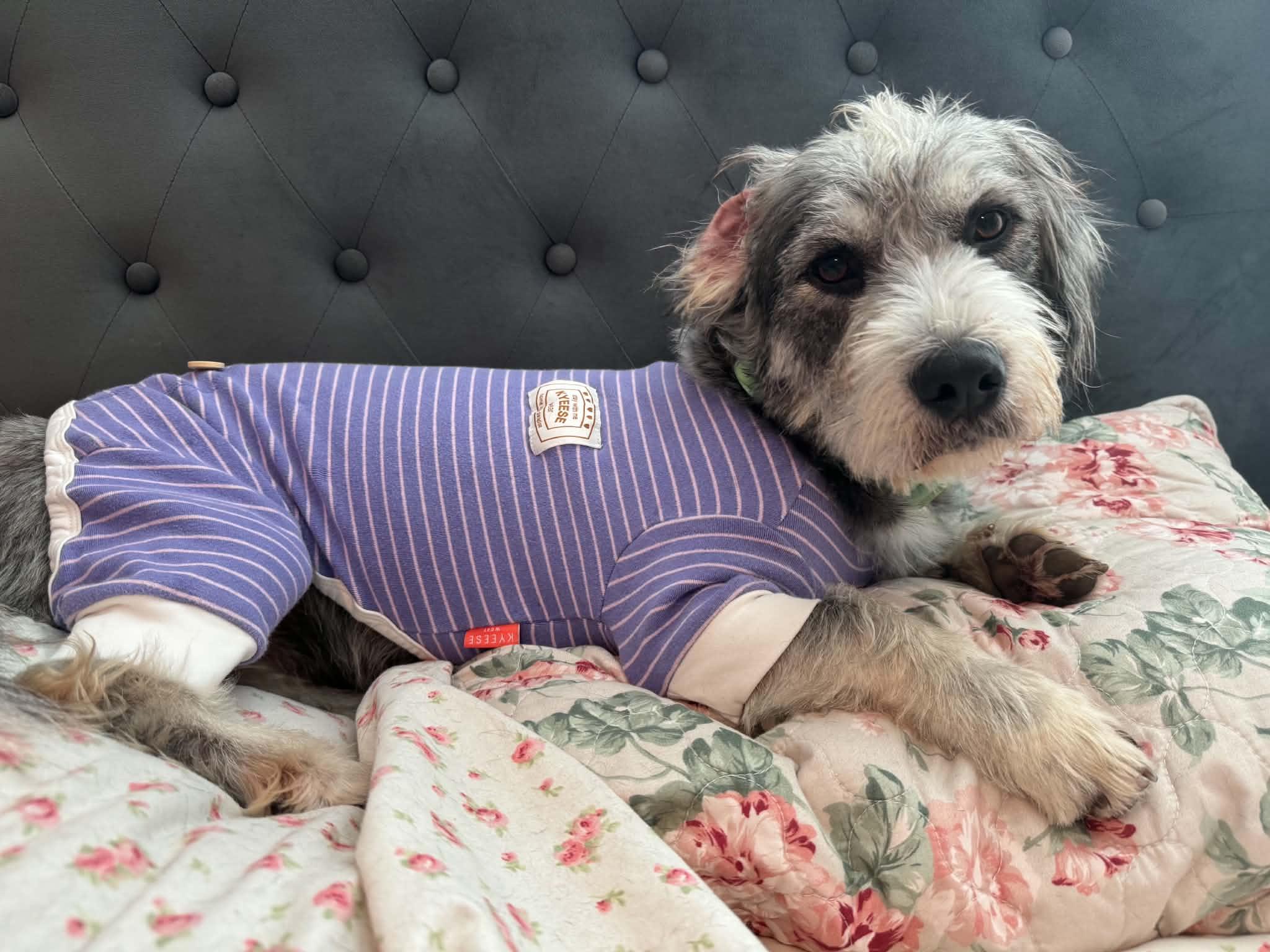 Enlarge CLEO, a Adopted mixed breed in fort worth, TX image 2/5