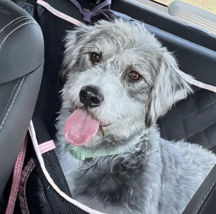Enlarge CLEO, a Adopted mixed breed in fort worth, TX image 1/5