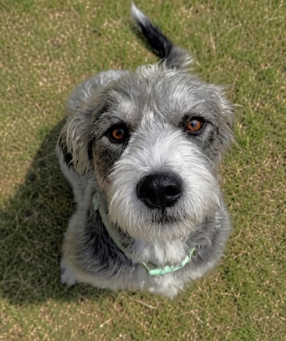 Enlarge CLEO, a Adopted mixed breed in fort worth, TX image 4/5