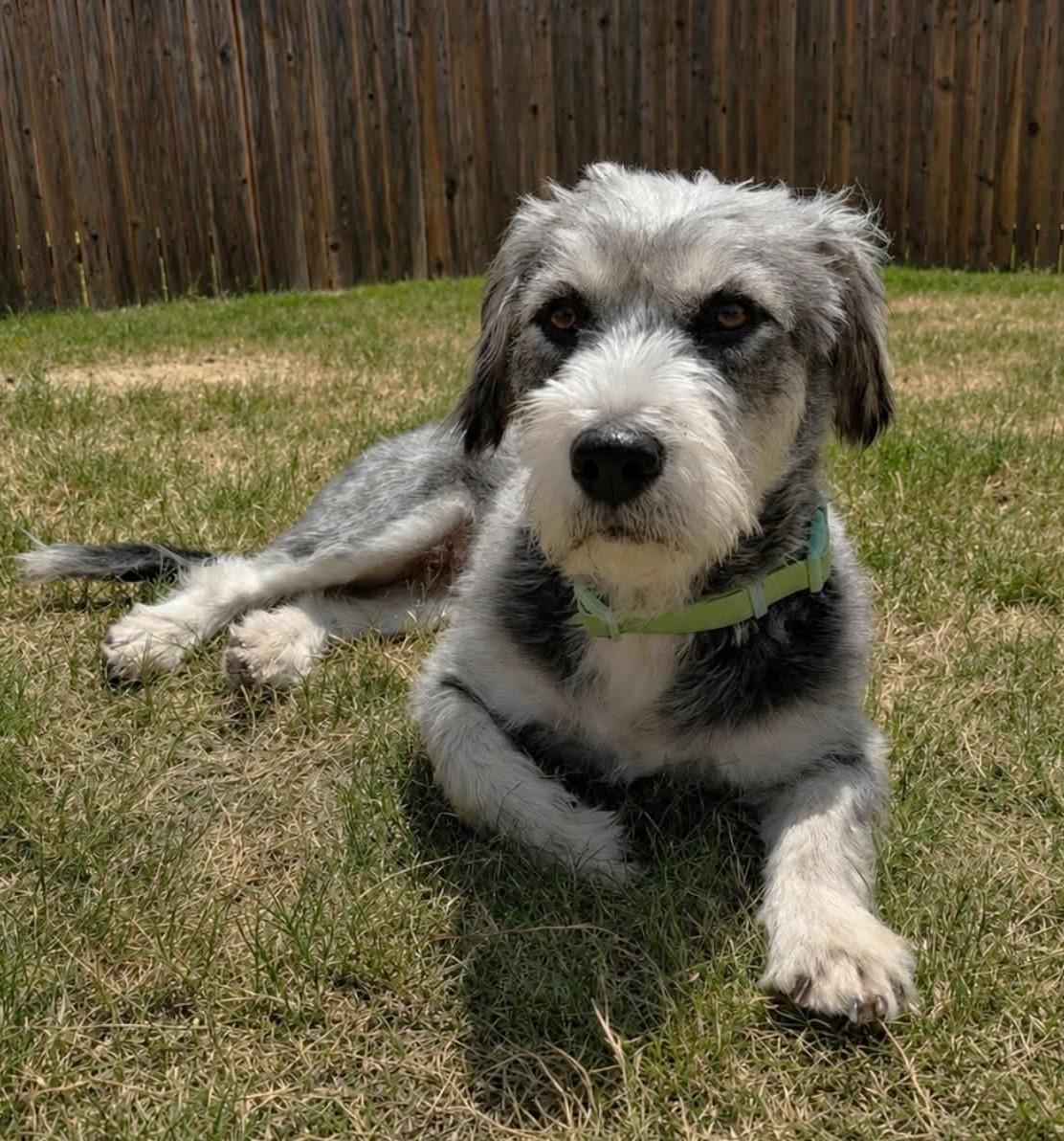 Enlarge CLEO, a Adopted mixed breed in fort worth, TX image 3/5