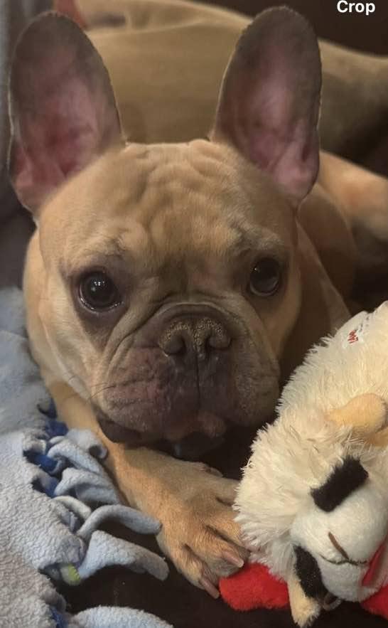 Enlarge Cash-Pending Adoption!, a Adopted French Bulldog in Omaha, NE image 1/6