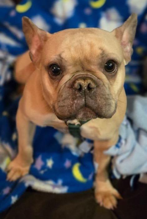 Enlarge Cash-Pending Adoption!, a Adopted French Bulldog in Omaha, NE image 2/6