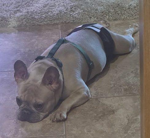 Enlarge Cash-Pending Adoption!, a Adopted French Bulldog in Omaha, NE image 3/6