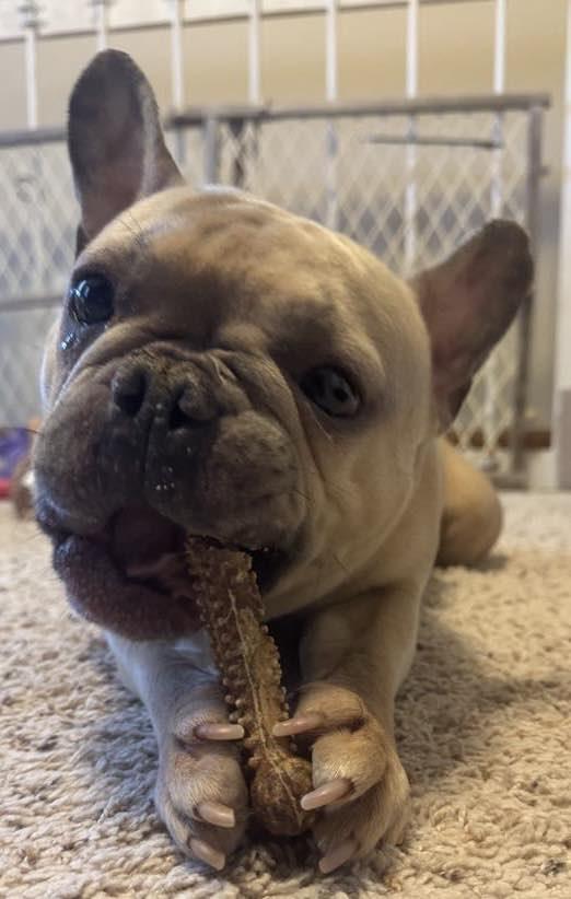 Enlarge Cash-Pending Adoption!, a Adopted French Bulldog in Omaha, NE image 4/6
