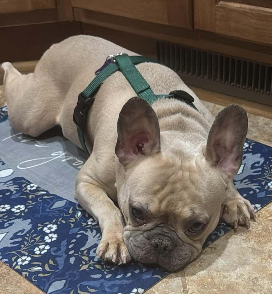Enlarge Cash-Pending Adoption!, a Adopted French Bulldog in Omaha, NE image 5/6