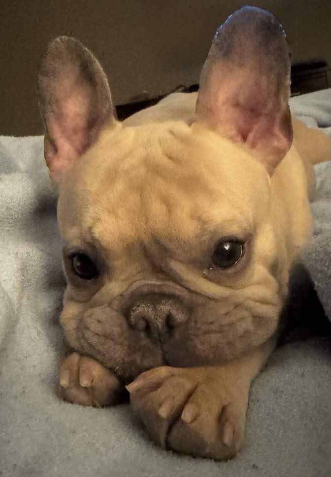 Enlarge Cash-Pending Adoption!, a Adopted French Bulldog in Omaha, NE image 6/6