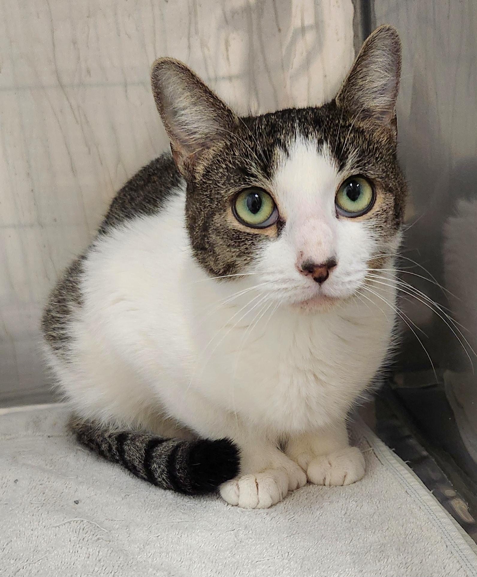 Enlarge Stacy, a ADOPTABLE Domestic Short Hair in Medfield, MA image 2/4