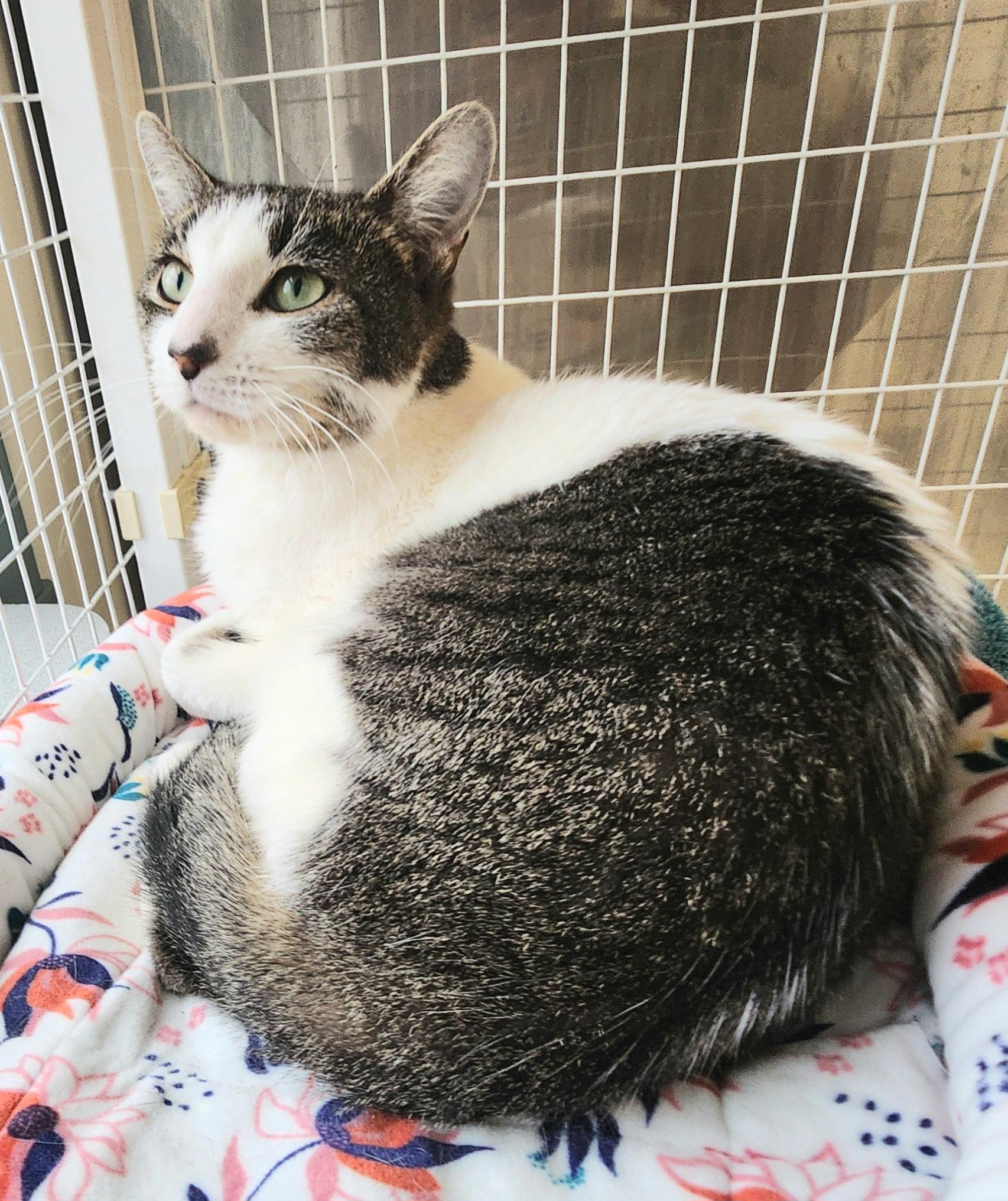 Enlarge Stacy, a ADOPTABLE Domestic Short Hair in Medfield, MA image 3/4