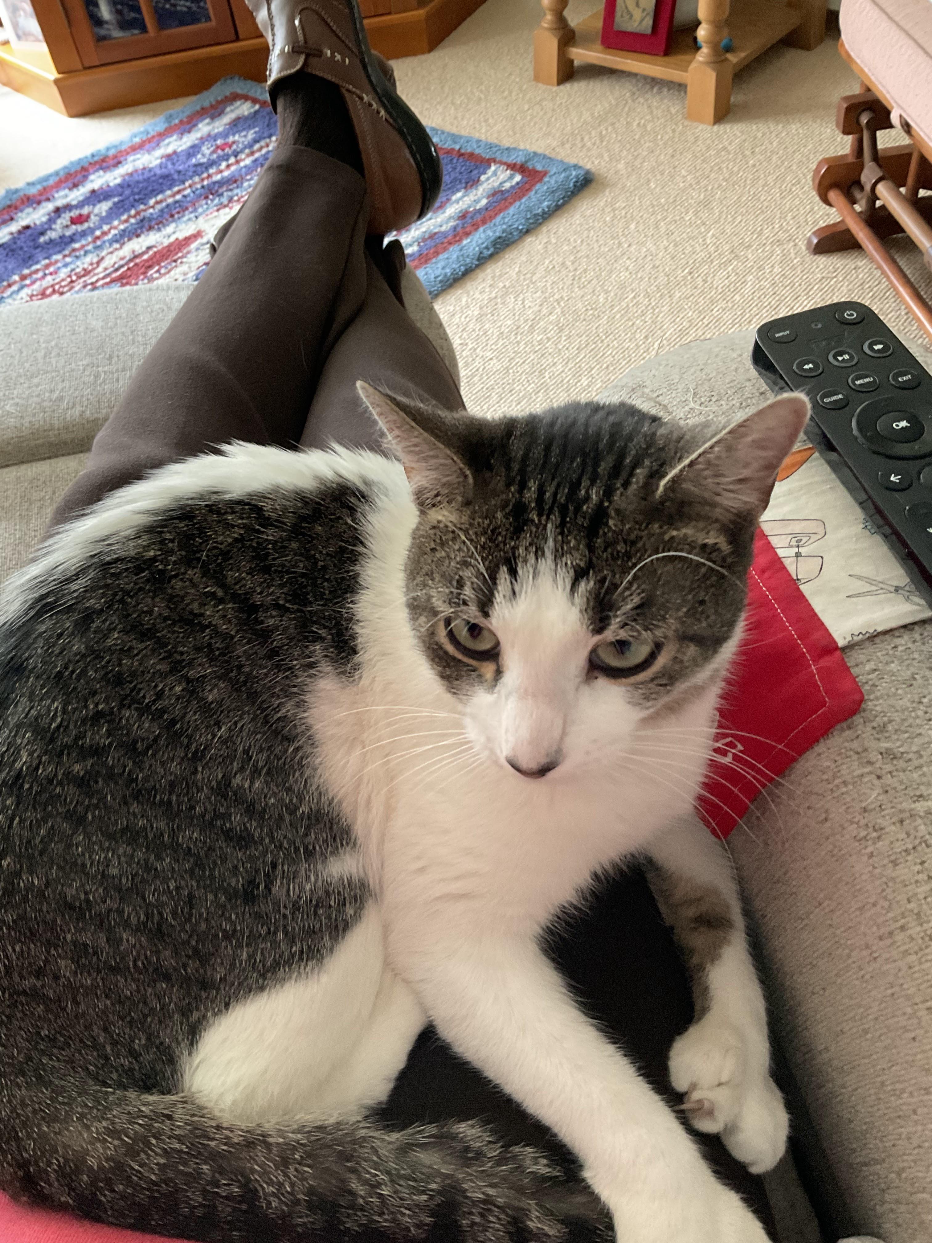 Enlarge Stacy, a ADOPTABLE Domestic Short Hair in Medfield, MA image 1/4