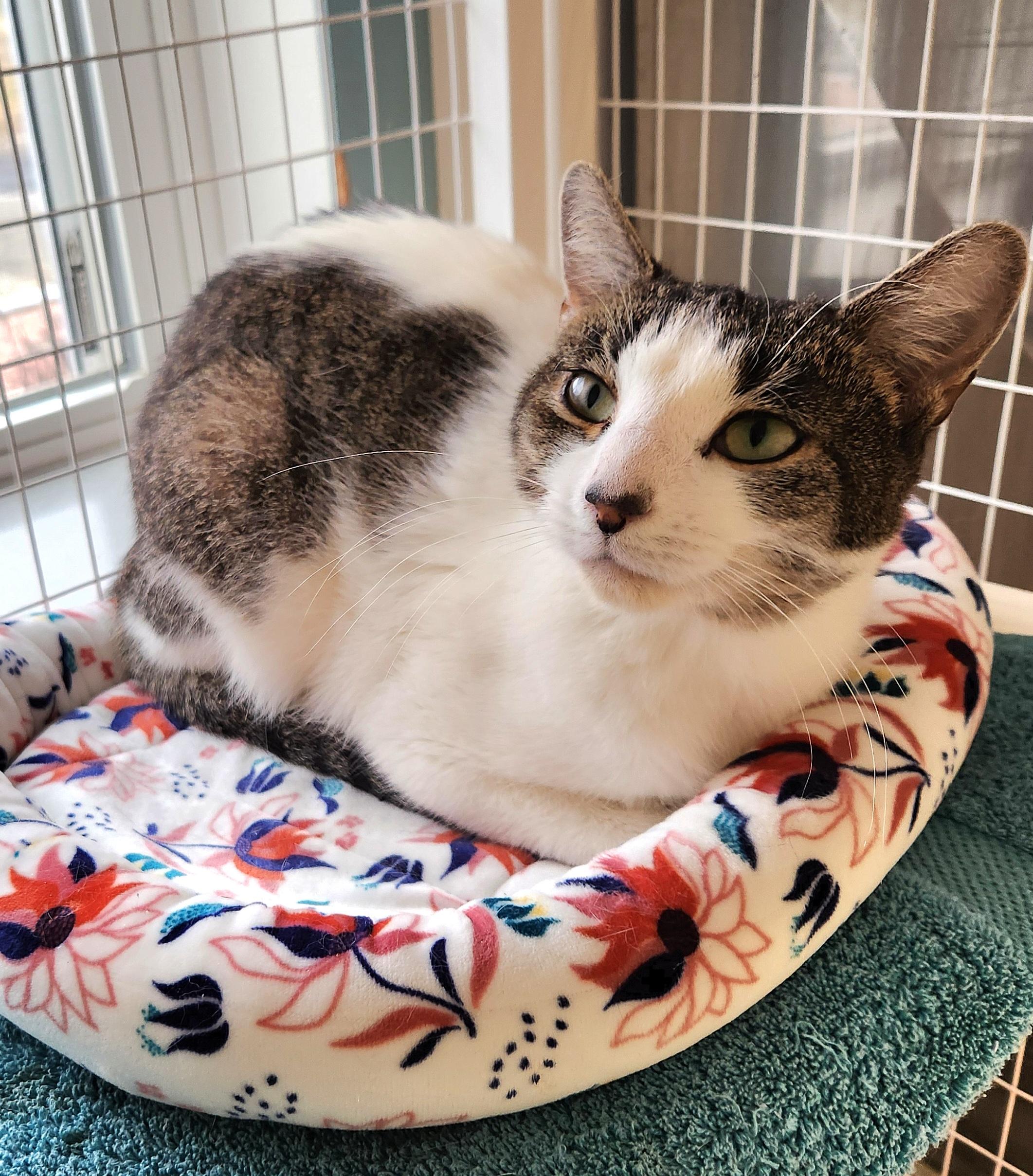 Enlarge Stacy, a ADOPTABLE Domestic Short Hair in Medfield, MA image 4/4