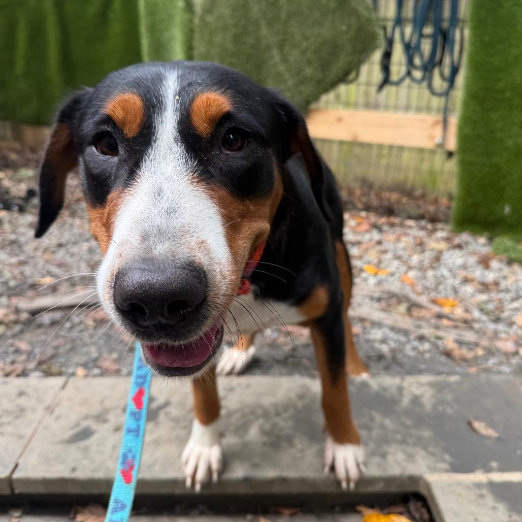 Enlarge Princess, a Adoptable Greater Swiss Mountain Dog in West Chester, PA image 1/1