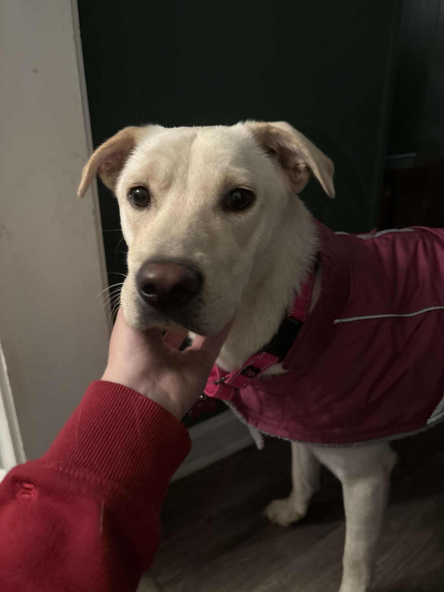 Maisie : Sweet, shy lab girl — thumbnail 1