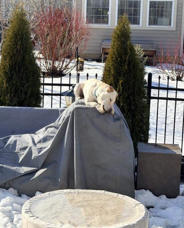 Maisie : Sweet, shy lab girl — thumbnail 3