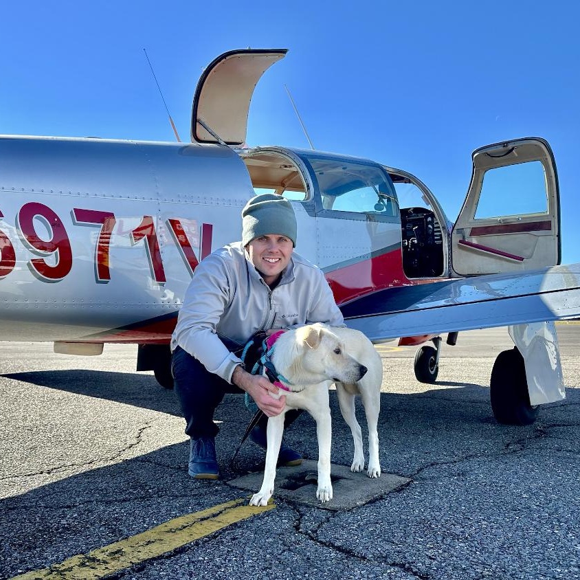 Maisie : Sweet, shy lab girl — thumbnail 4