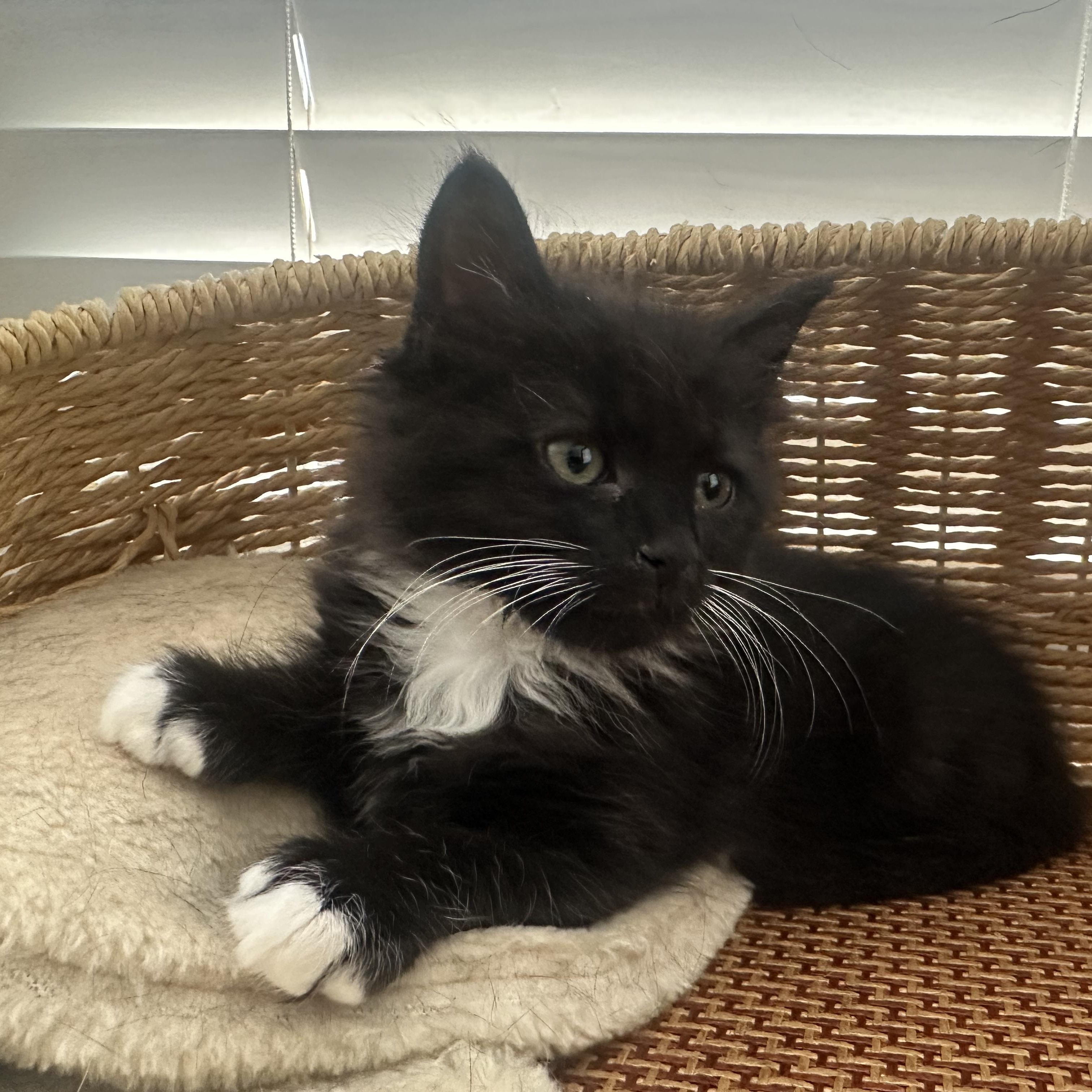 Enlarge Audrey, an adopted Domestic Long Hair in Easley, SC image 4/5