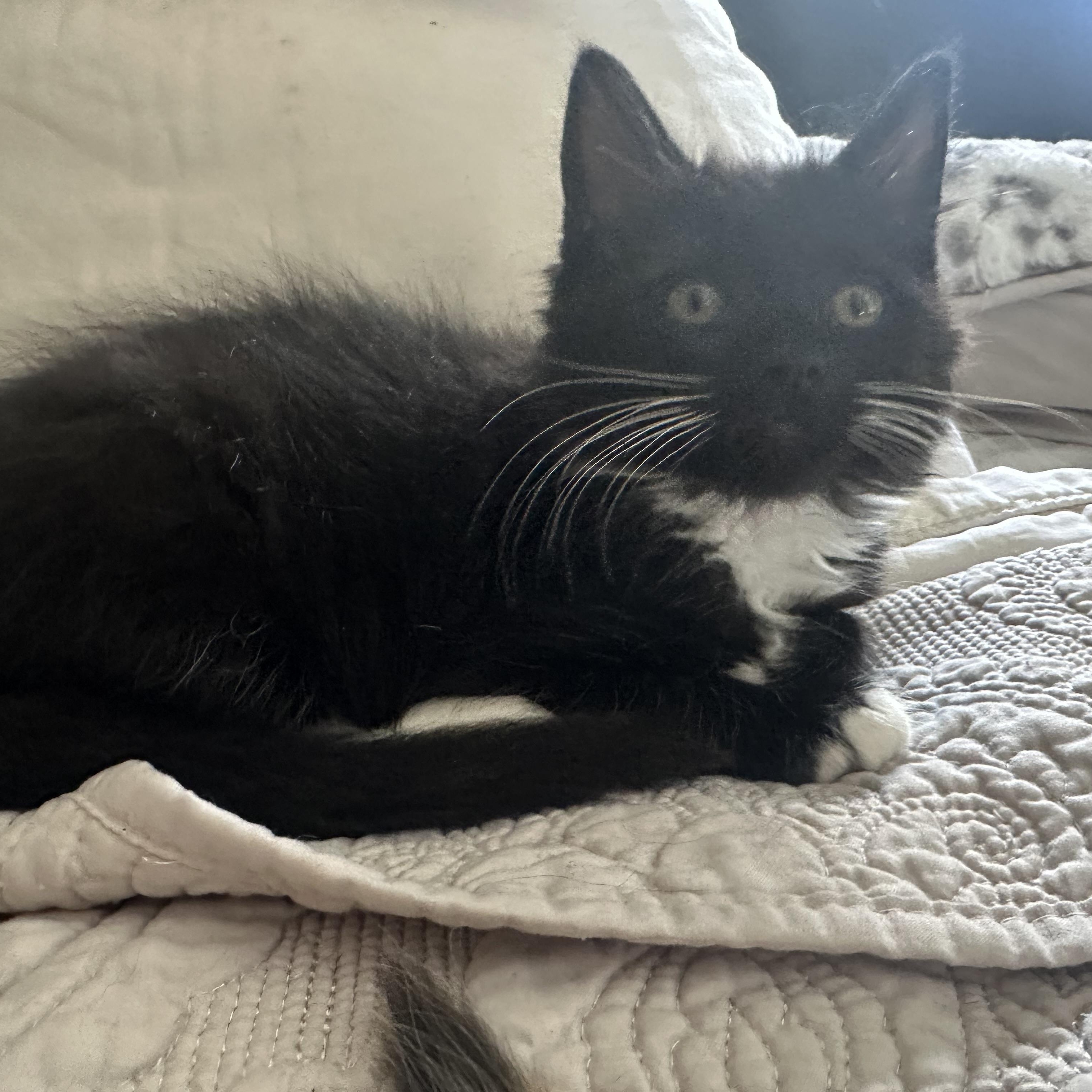 Enlarge Audrey, an adopted Domestic Long Hair in Easley, SC image 3/5