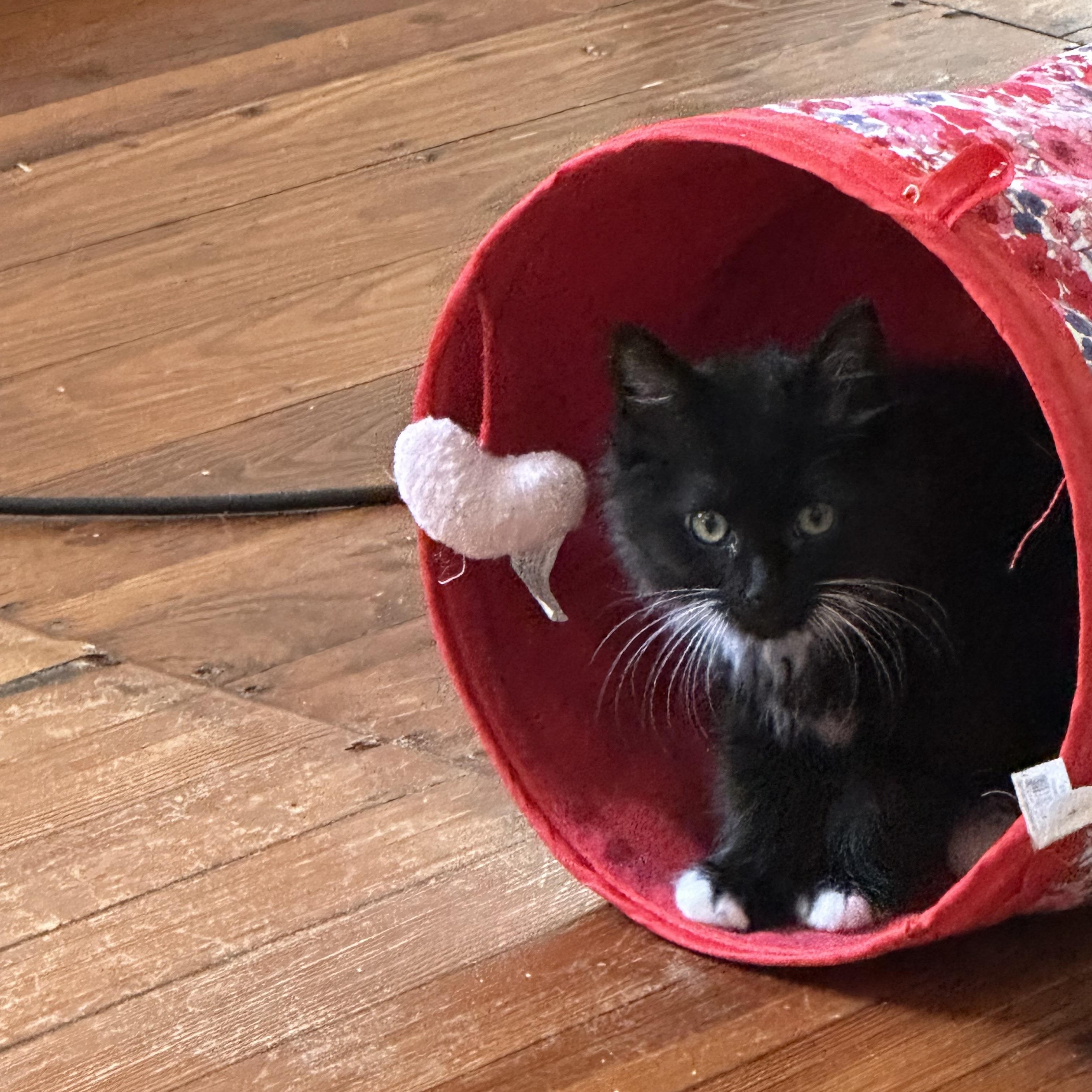 Enlarge Audrey, an adopted Domestic Long Hair in Easley, SC image 2/5